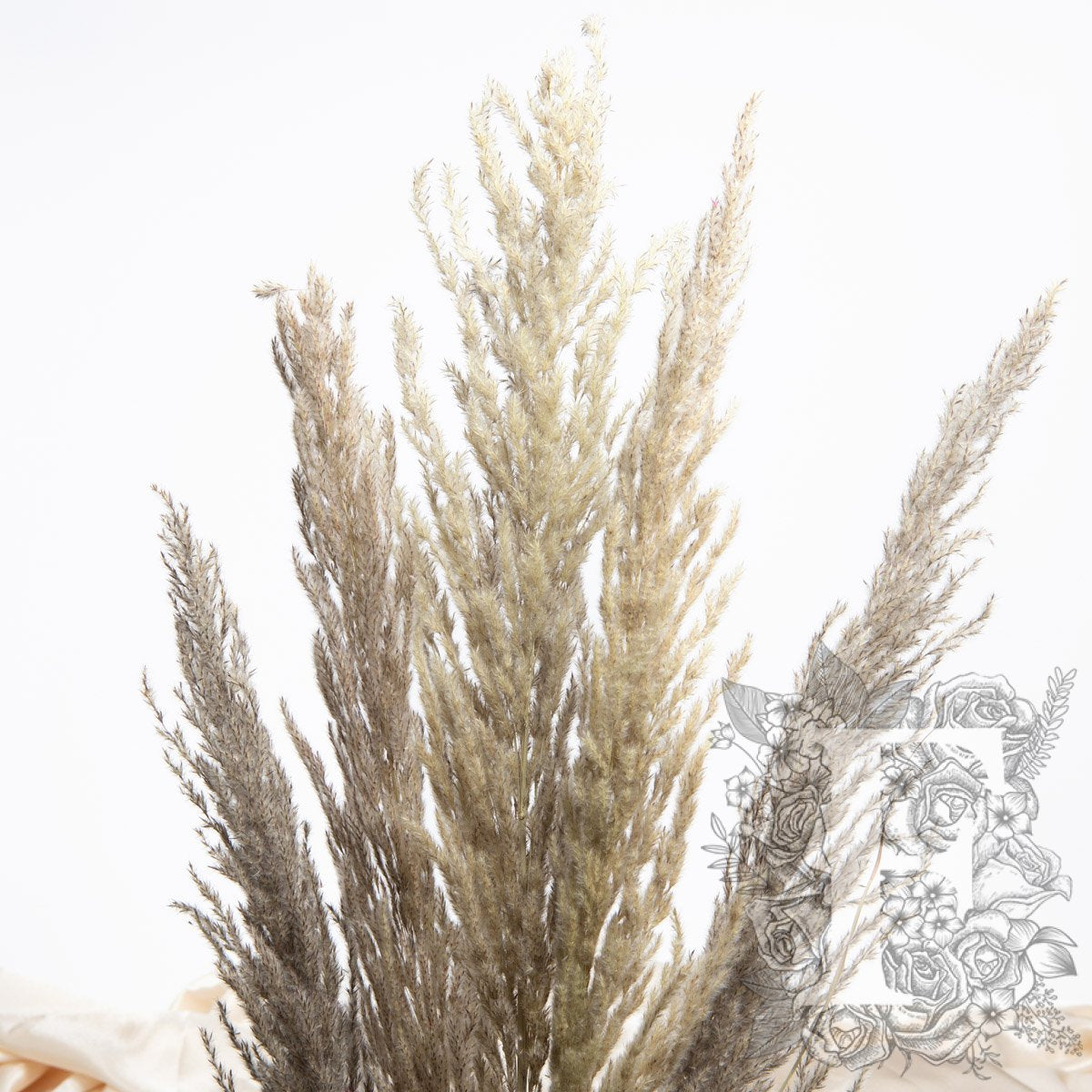 Pampas Eryanthus 4