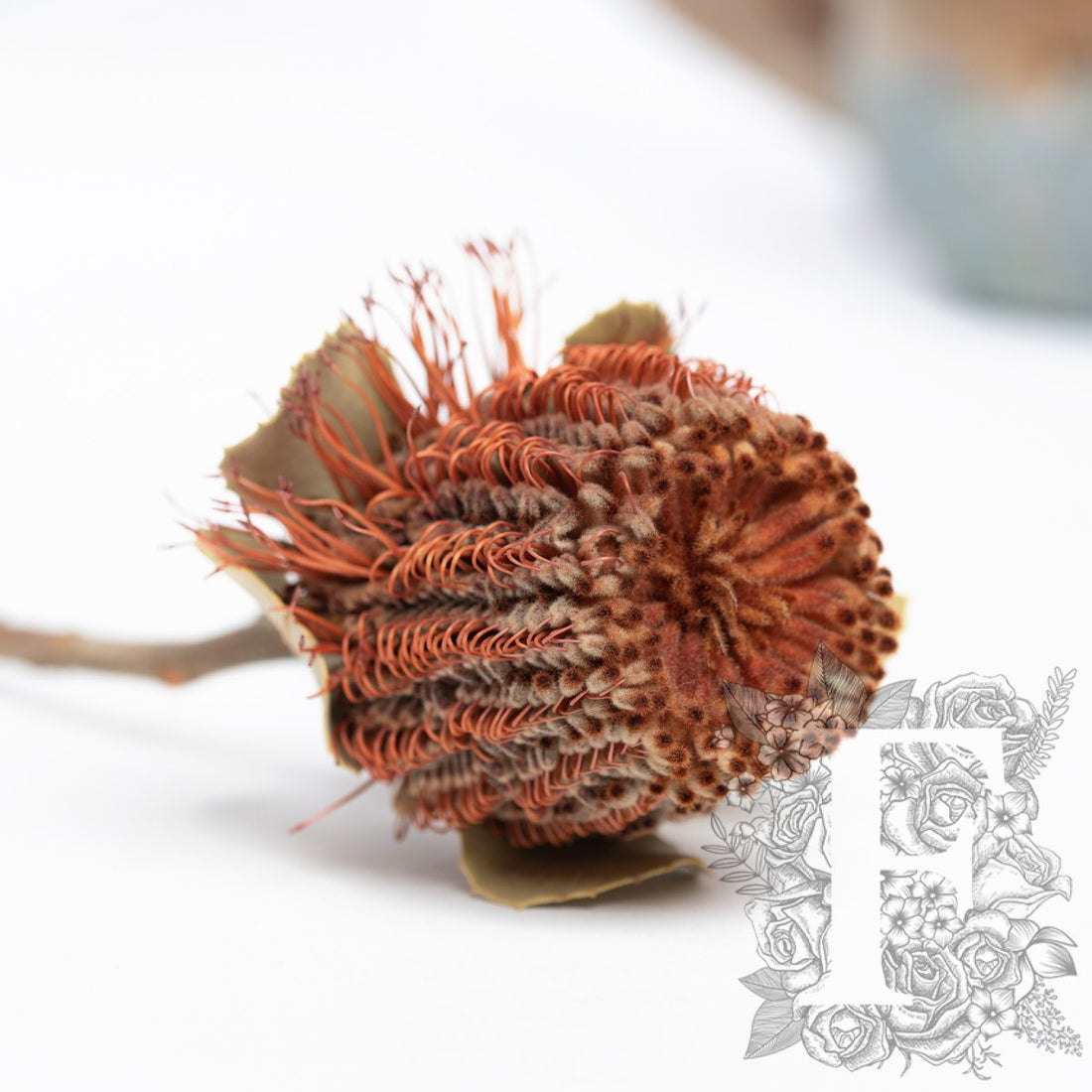 Coconea Natural 3