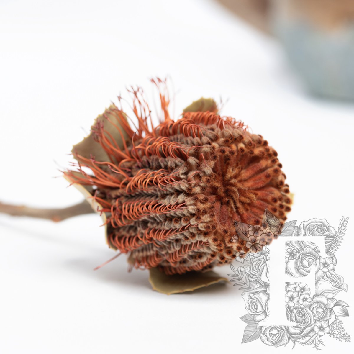 Coconea Natural 3