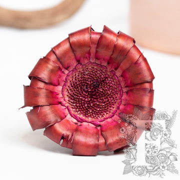 Barbigera Pink 1
