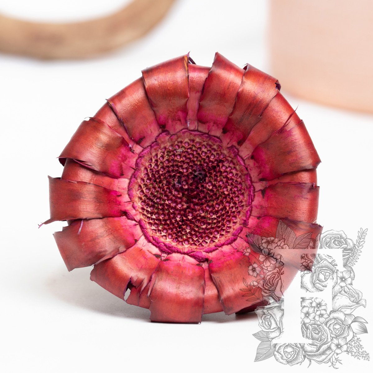 Barbigera Pink 1
