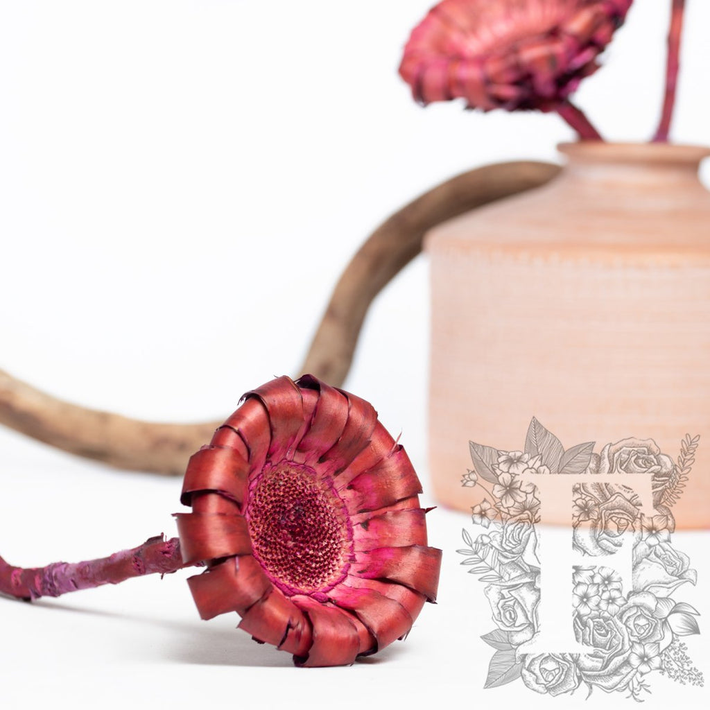 Barbigera Pink 2