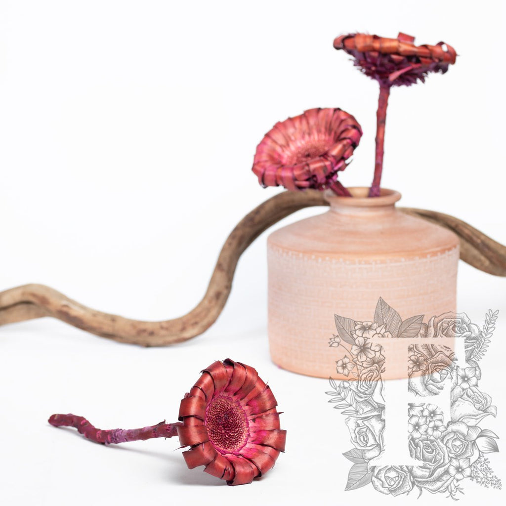 Barbigera Pink 3