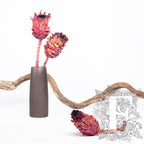 Barbigera Pink 1