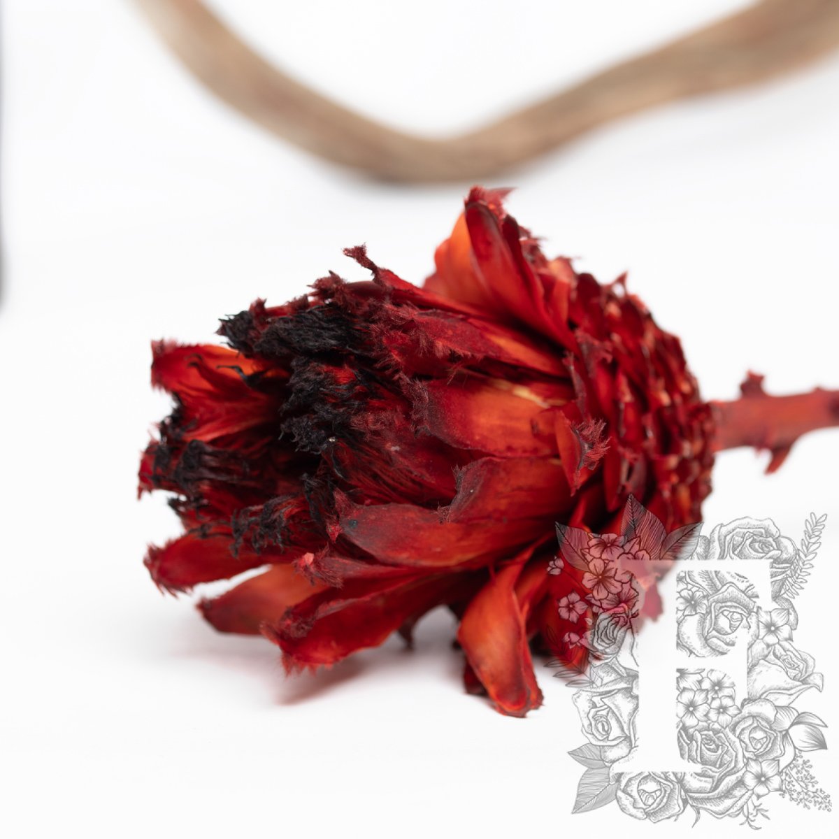 Barbigera Flower - Stem