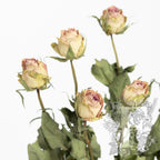 Dried Rose Light Pink 2