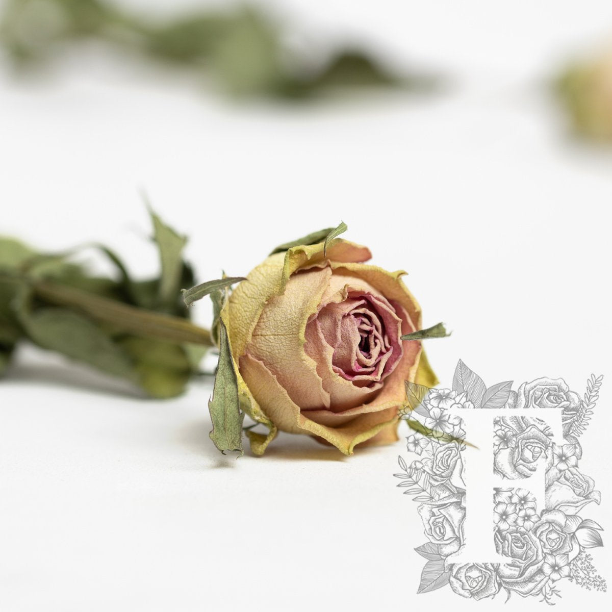 Dried Rose Light Pink 3