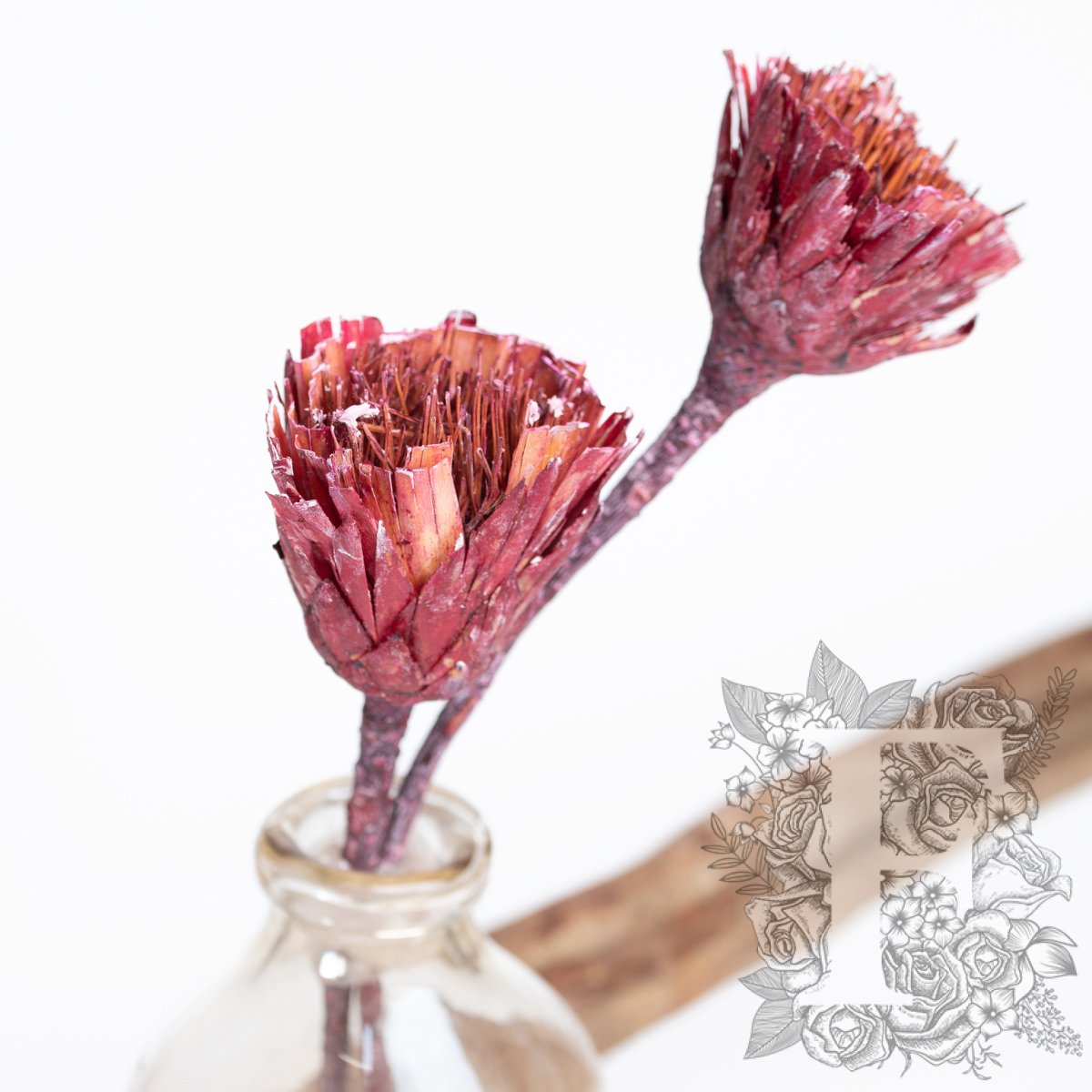 Repens Cut- 3 Stems