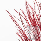 Fine Grass Red 3