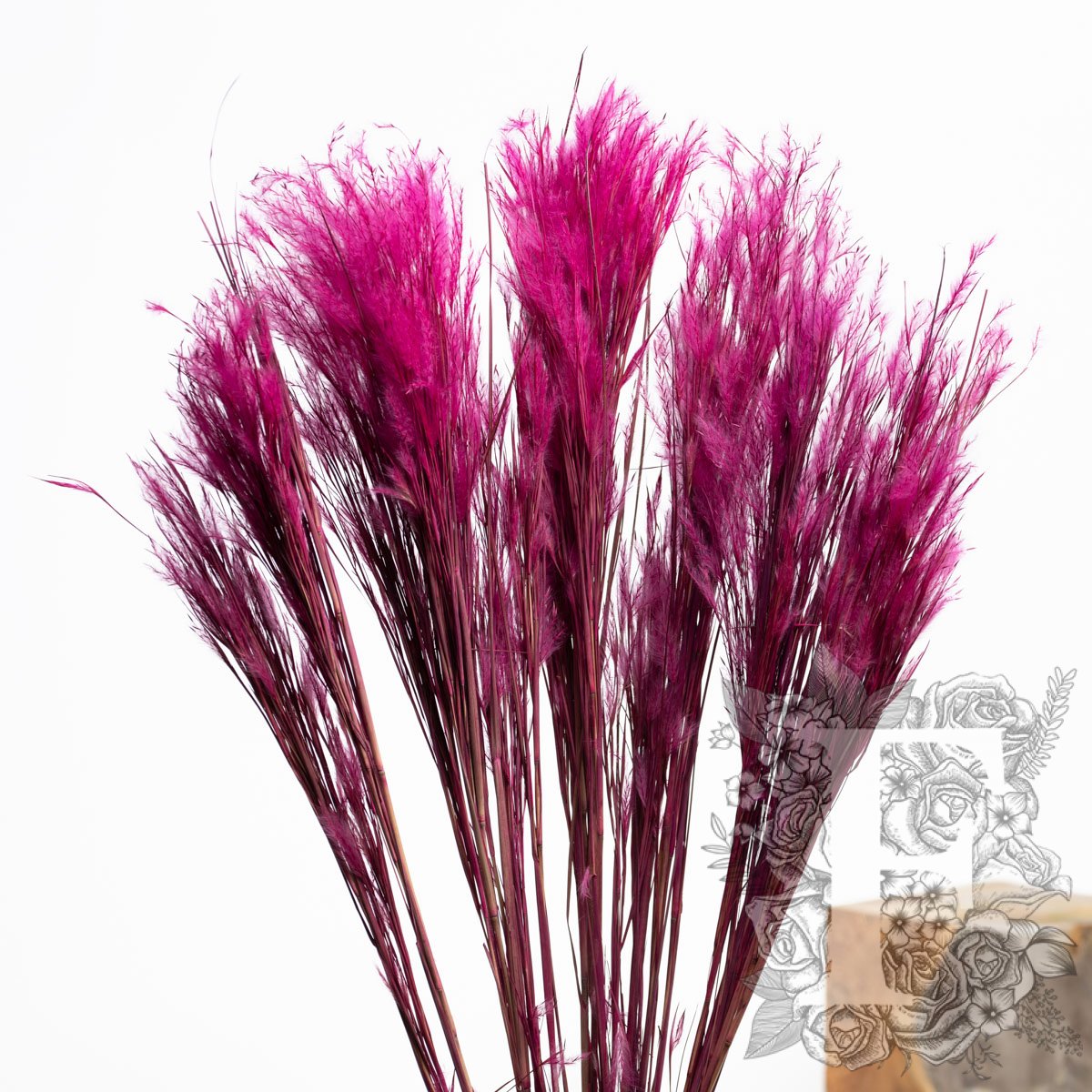 Pluminha Cerise 3