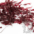 Vine Helecho - 10 Stems