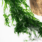 Vine Helecho - 10 Stems