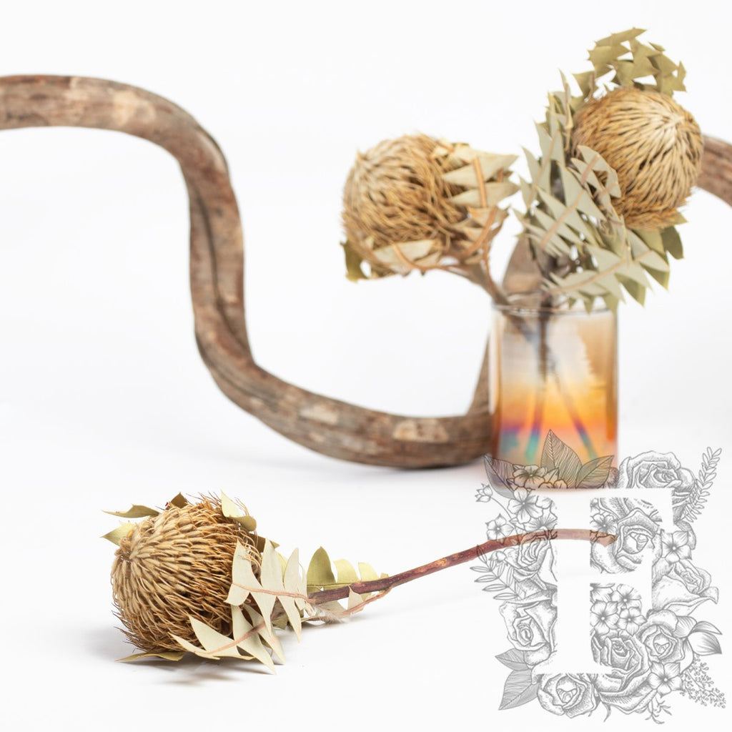 Banksia Baxteri - Stem