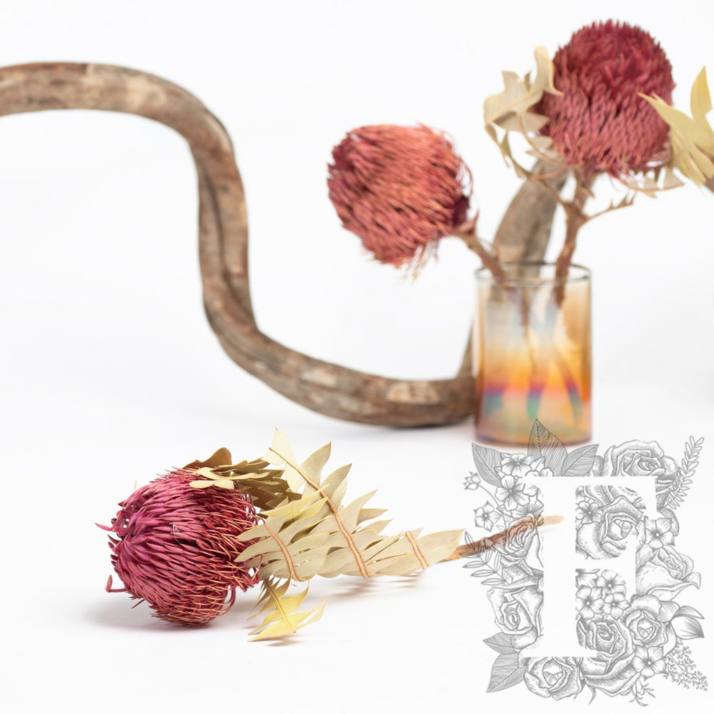 Banksia Baxteri - Stem