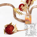 Banksia Baxteri - Stem