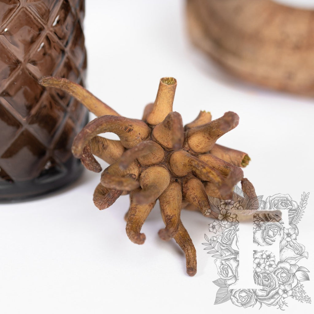 Spidergum Claw 3