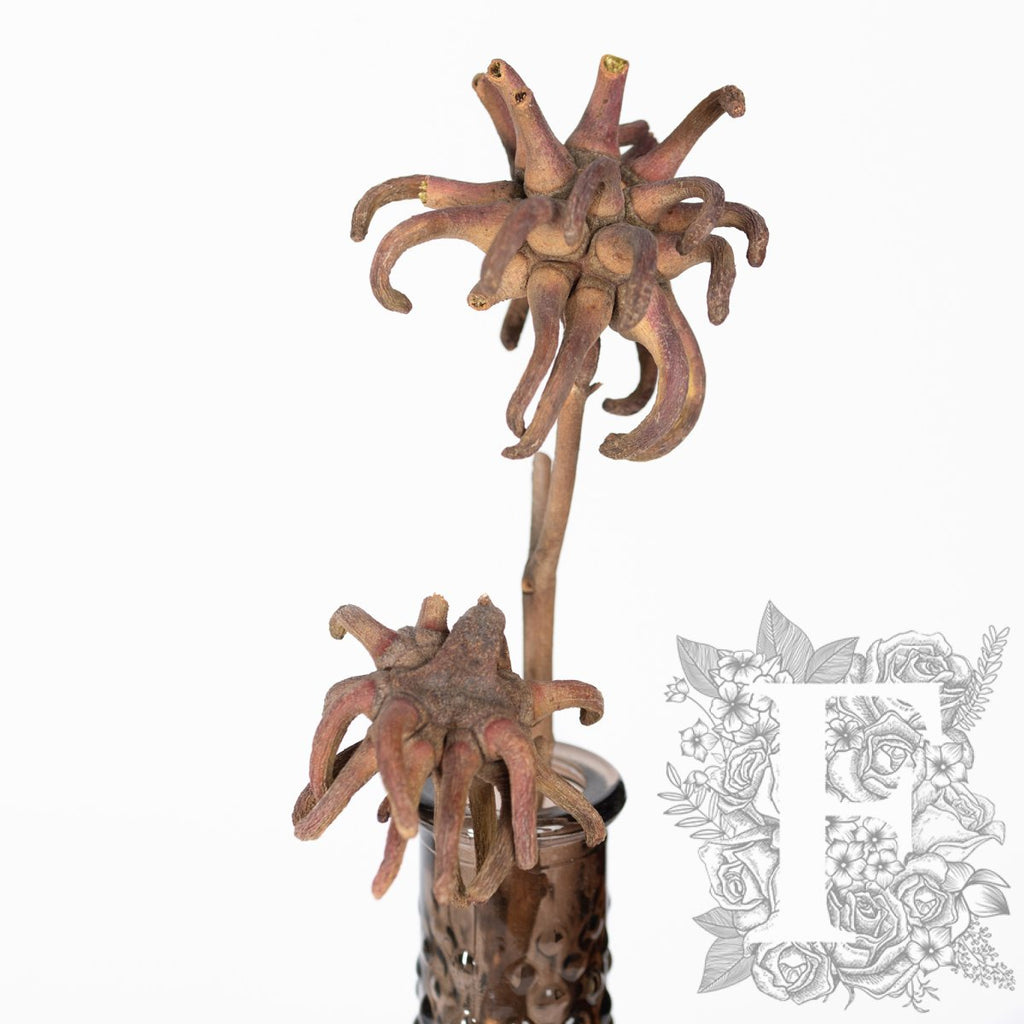 Spidergum Stems 1