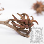 Spidergum Stems 3