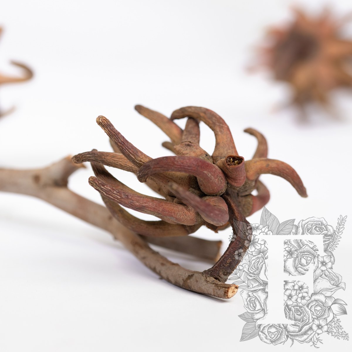 Spidergum Stems 3