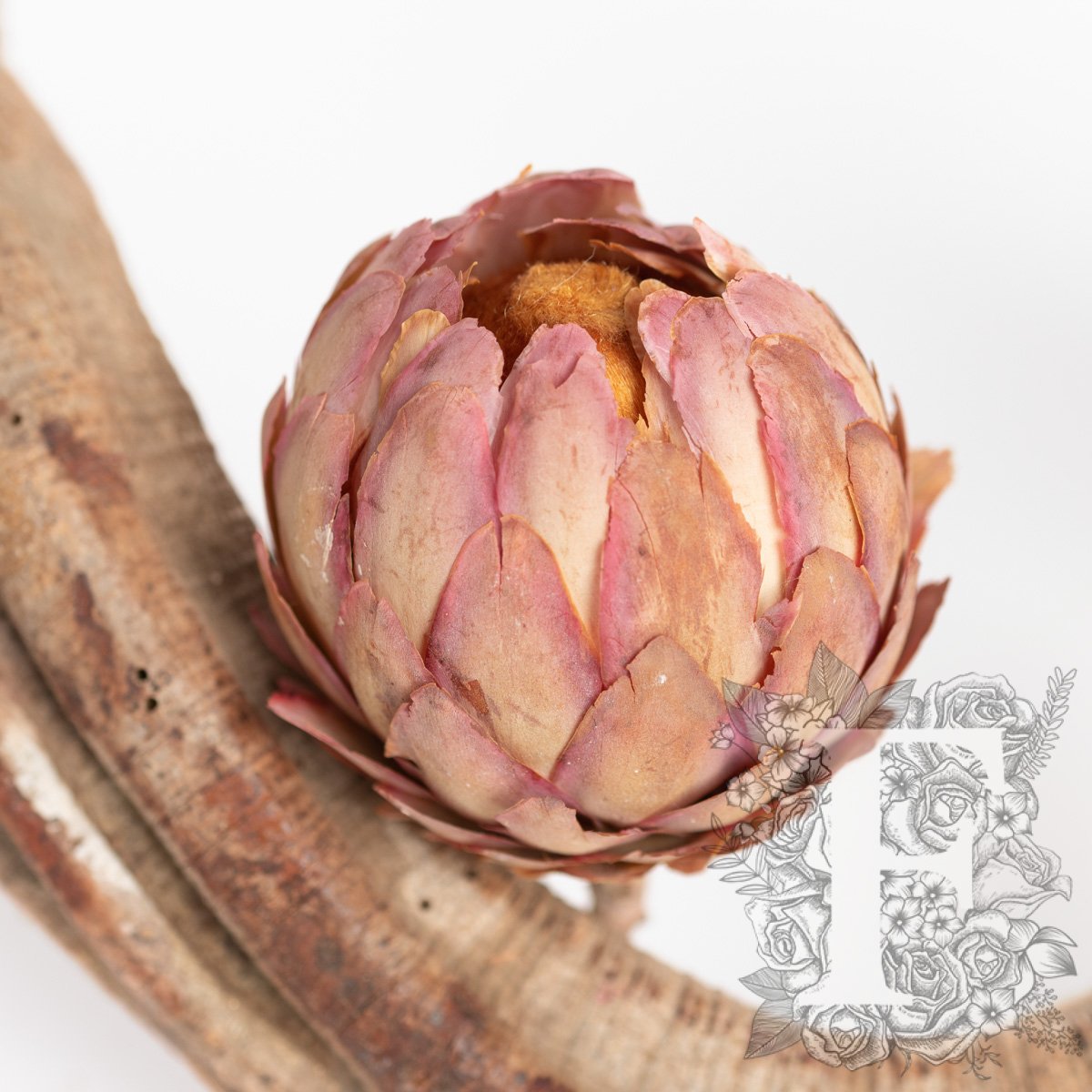 Sulphurea Bud 1