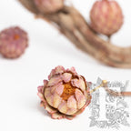 Sulphurea Bud 2