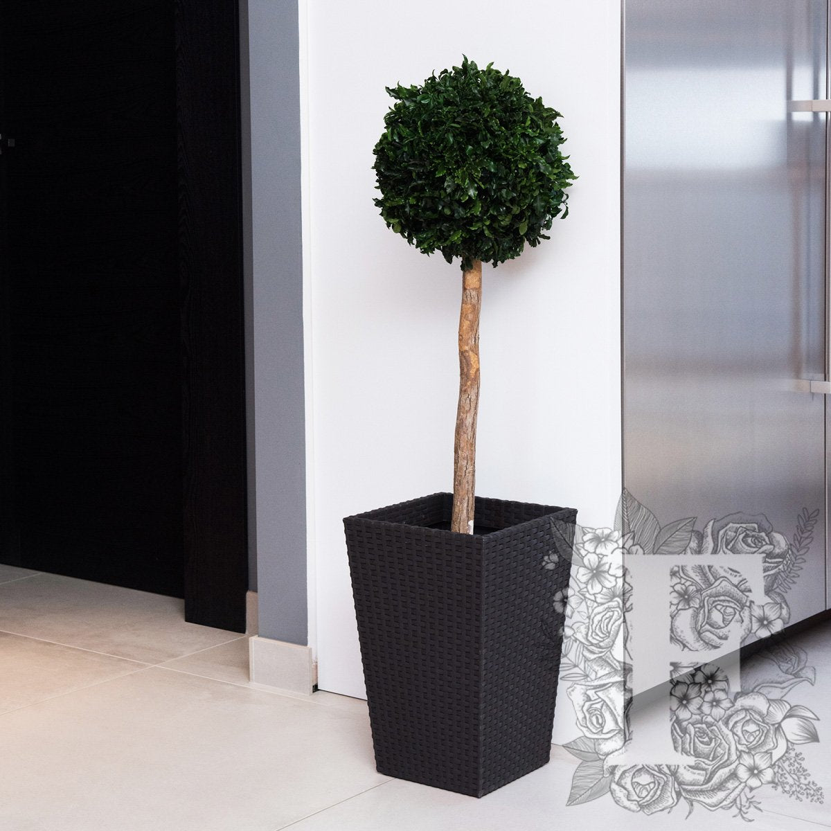 Crown Pittosporum 1