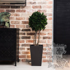 Pittosporm Topiary 1