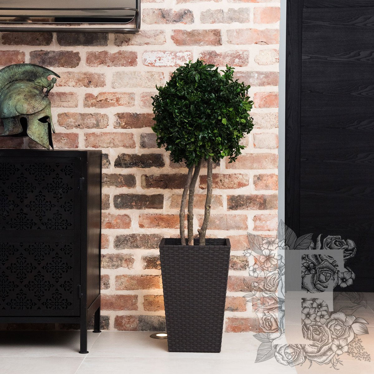 Pittosporm Topiary 1