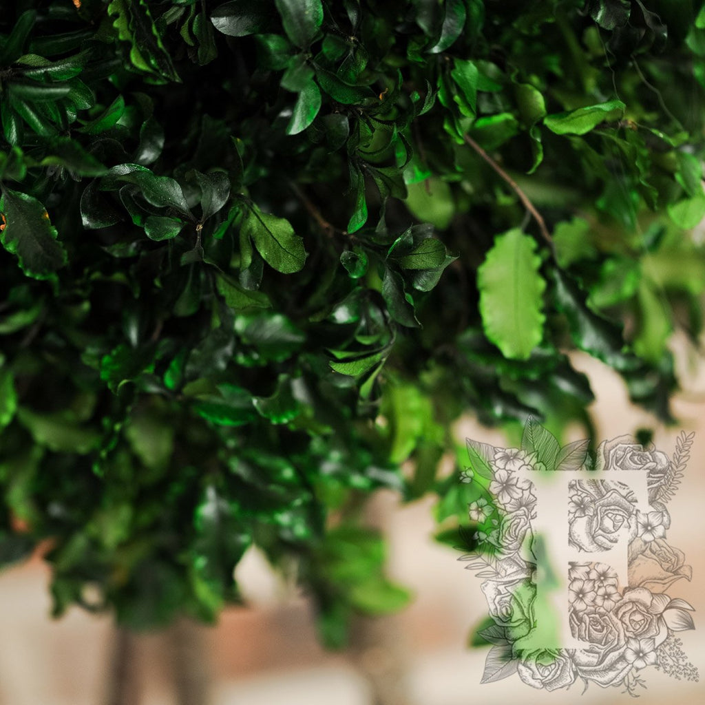 Pittosporm Topiary 3