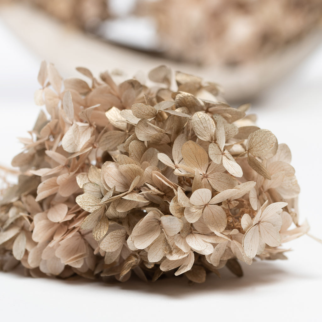 Peegee Hydrangea - Stem