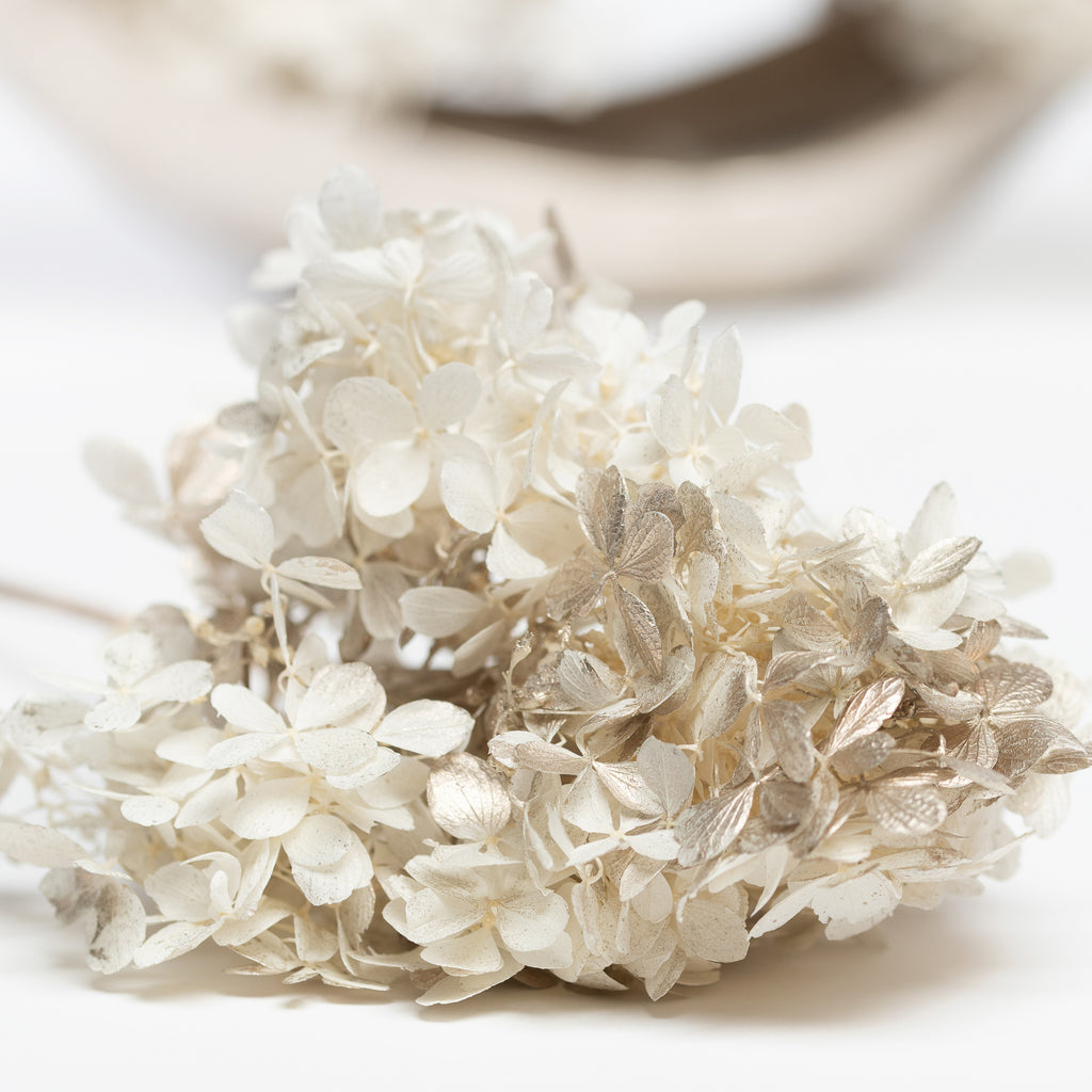 Peegee Hydrangea - Stem