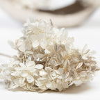 Peegee Hydrangea - Stem