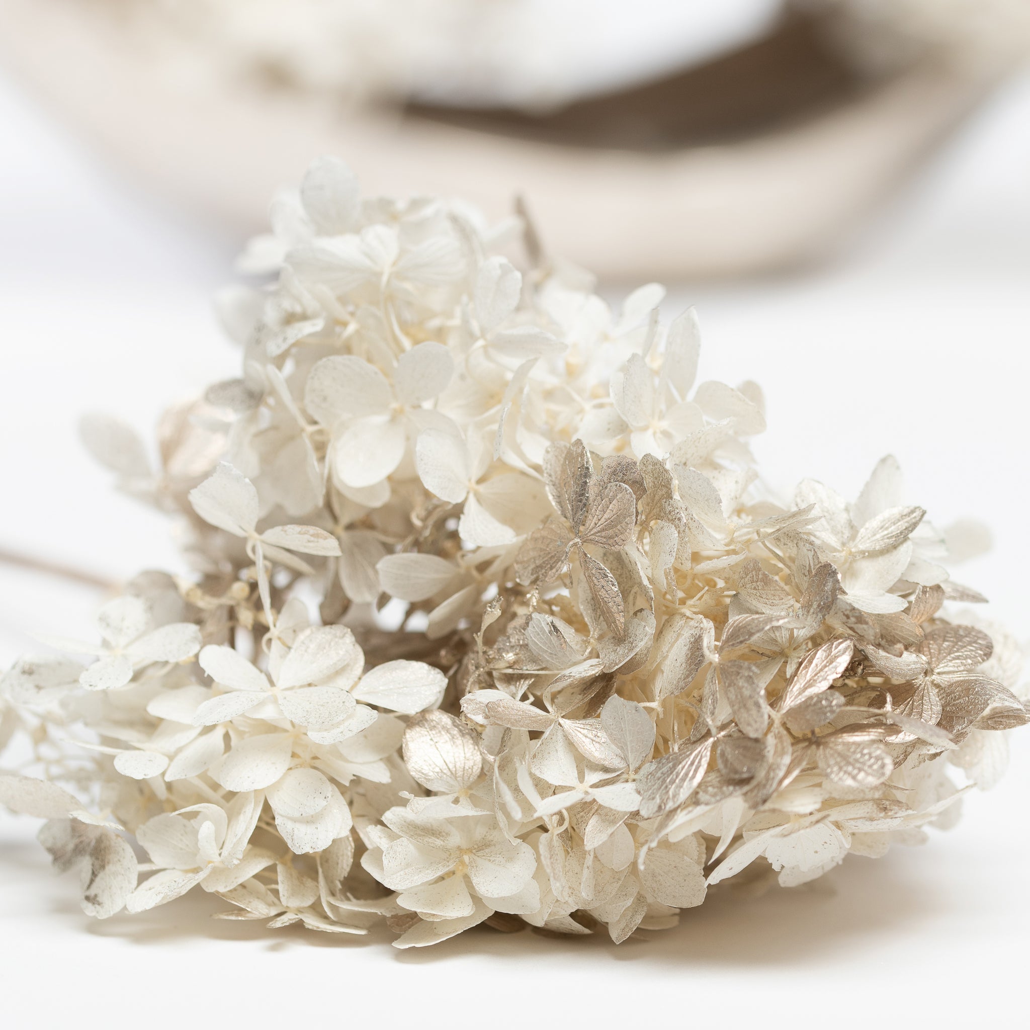 Peegee Hydrangea - Stem
