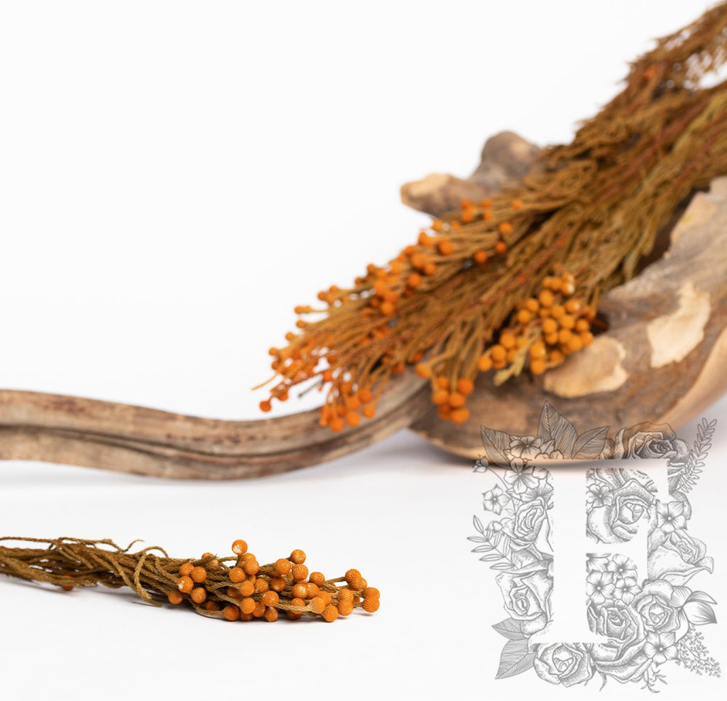 Brunia Branch - 3 stems