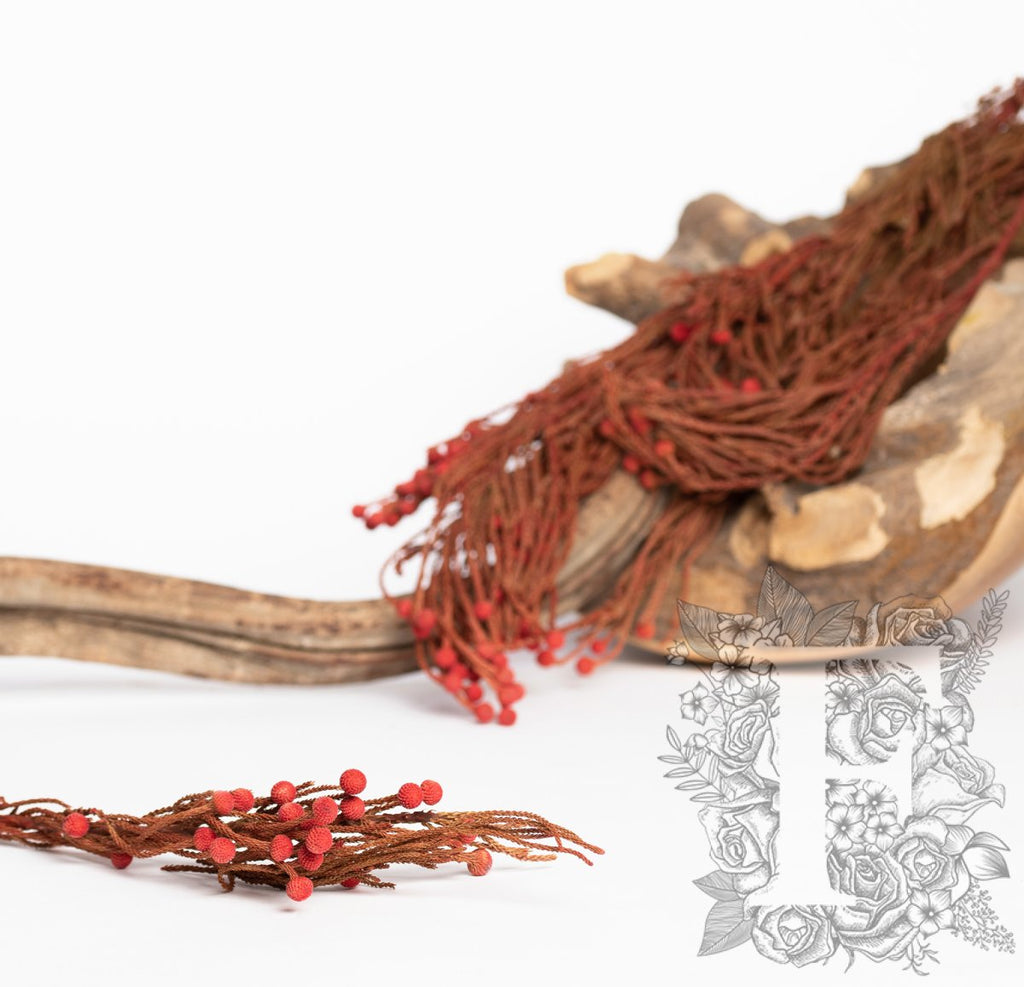 Brunia Branch - 3 stems