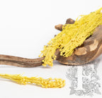 Brunia Yellow 1