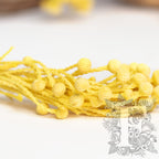 Brunia Yellow 3