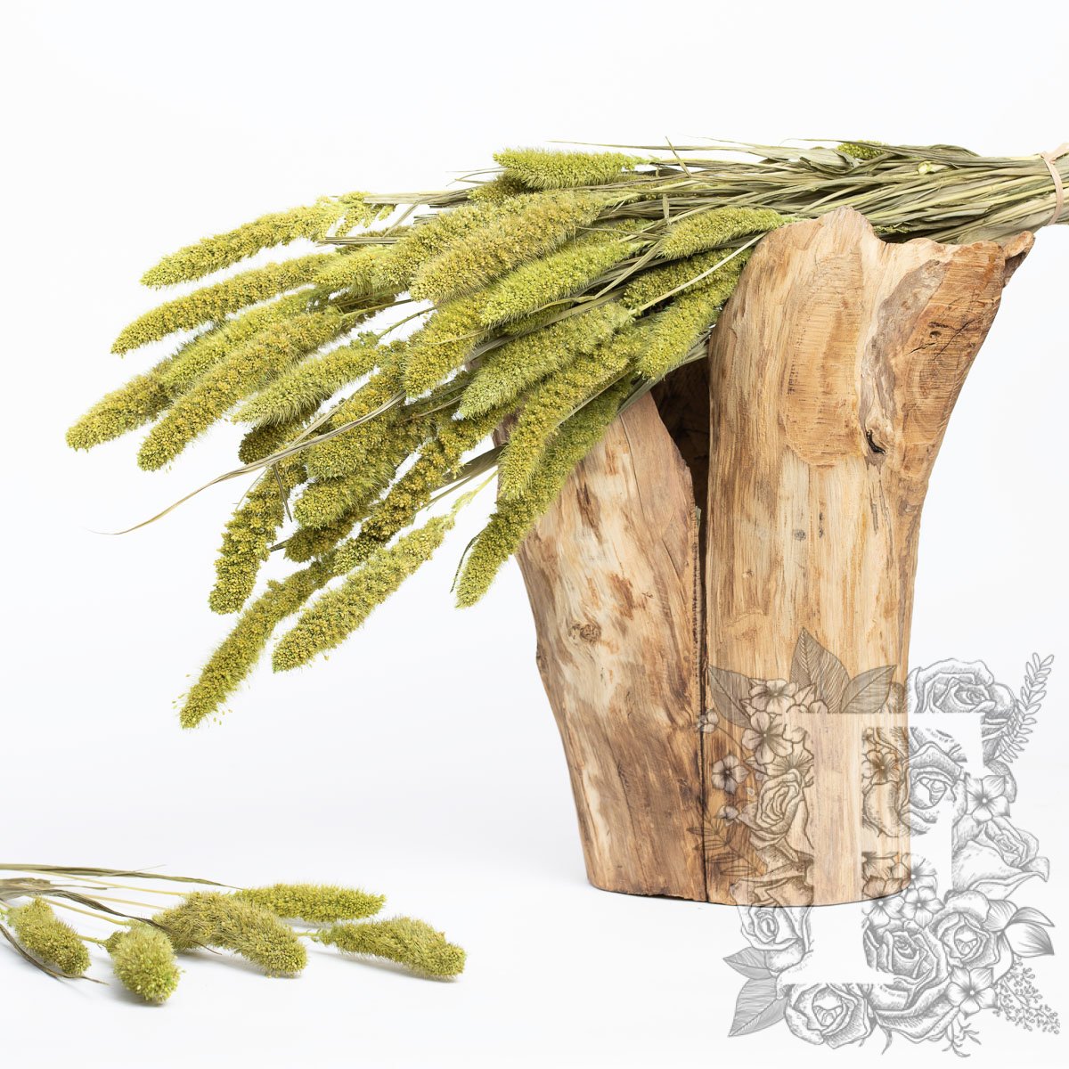 Setaria - Bunch