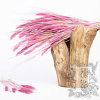 Setaria - Bunch