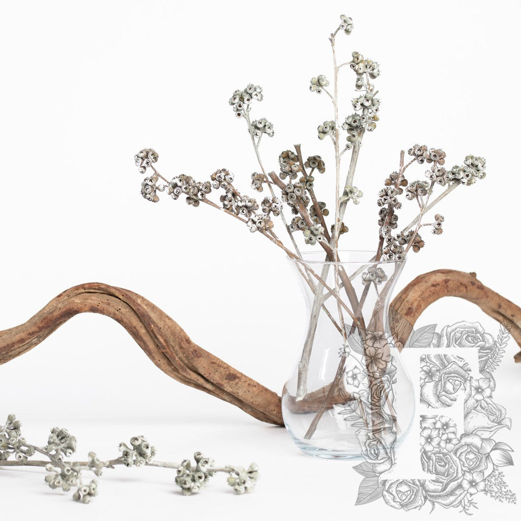 Eucalyptus Koala - Branch - 3 Stems