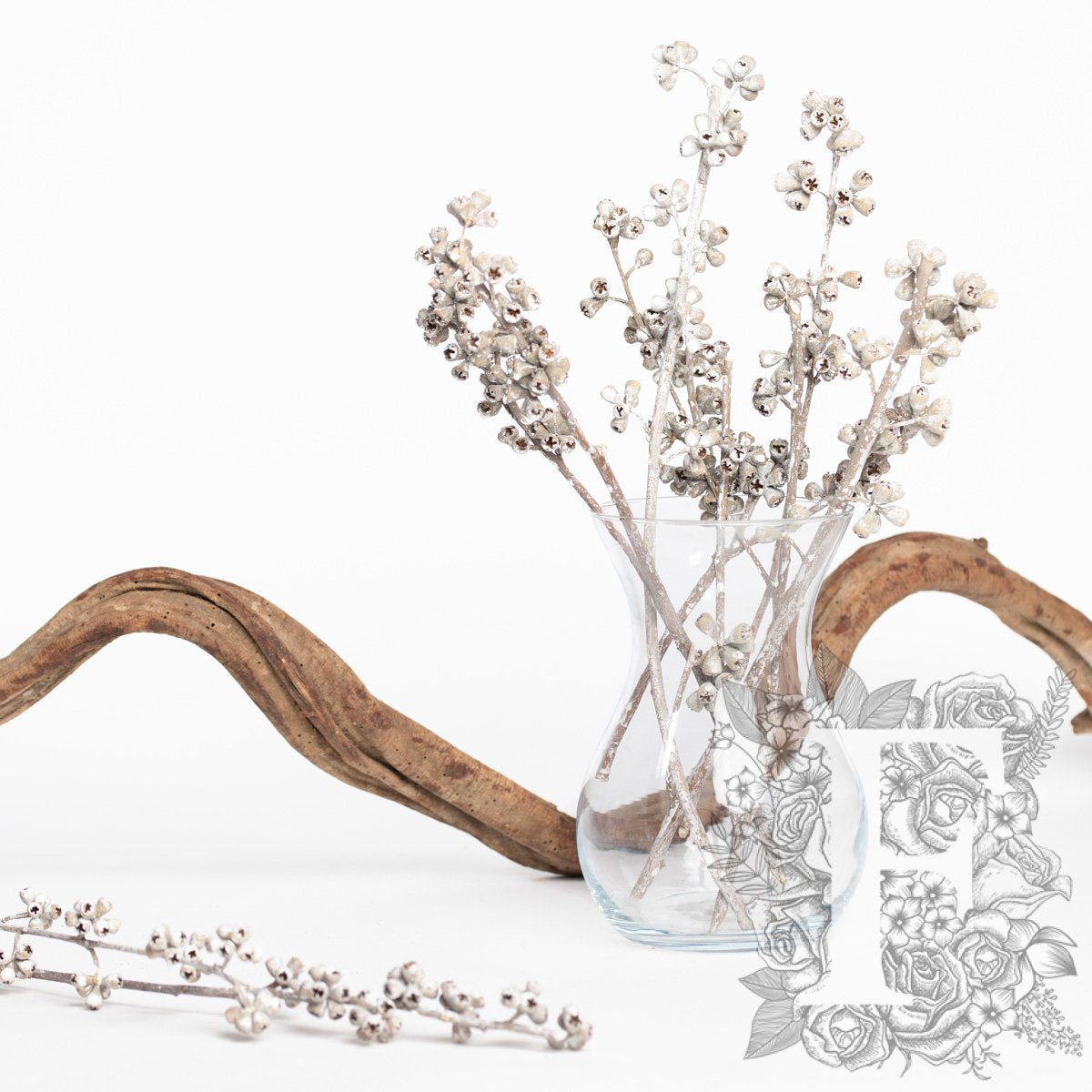 Eucalyptus Koala - Branch - 3 Stems