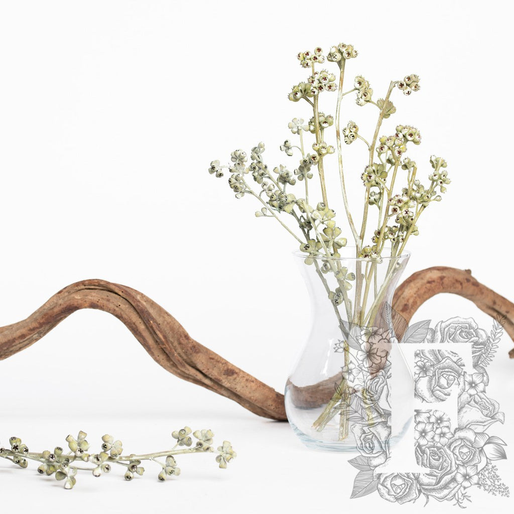 Eucalyptus Koala - Branch - 3 Stems