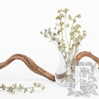 Eucalyptus Koala - Branch - 3 Stems