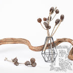 Sabulsom - Branch - 3 stems