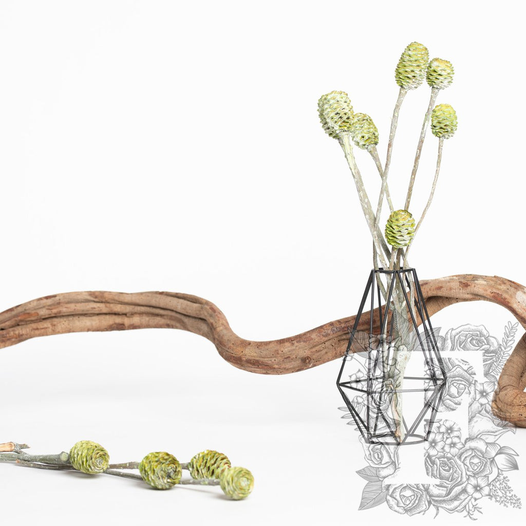 Sabulsom - Branch - 3 stems