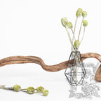 Sabulsom - Branch - 3 stems