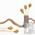 Plattysporum - 3 Stems