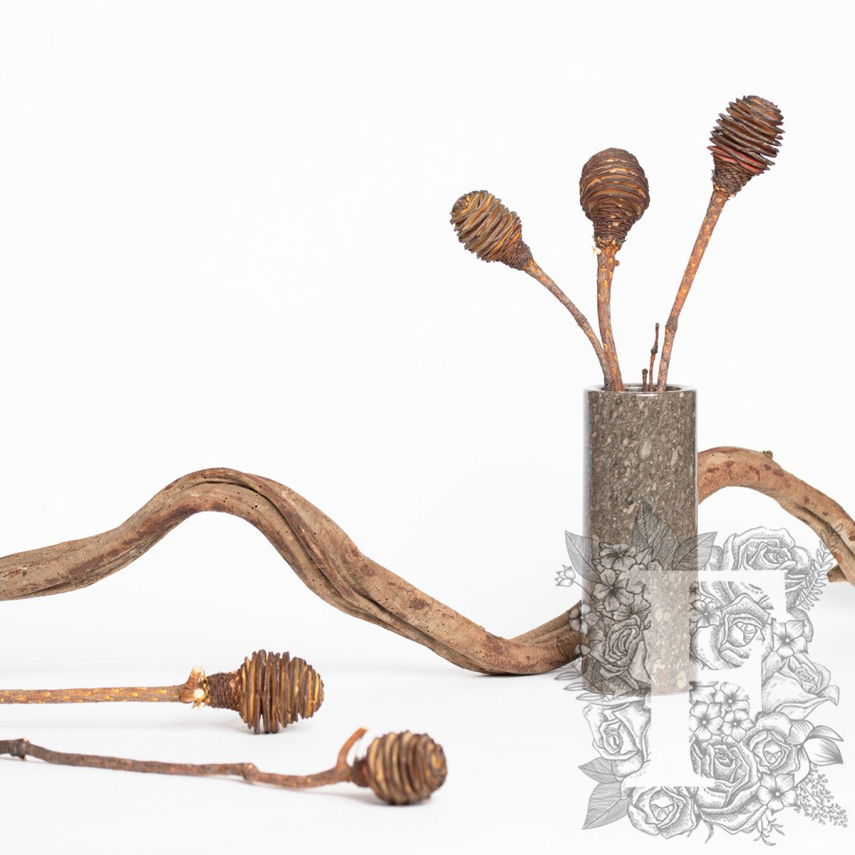 Plattysporum - 3 Stems