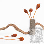 Plattysporum - 3 Stems