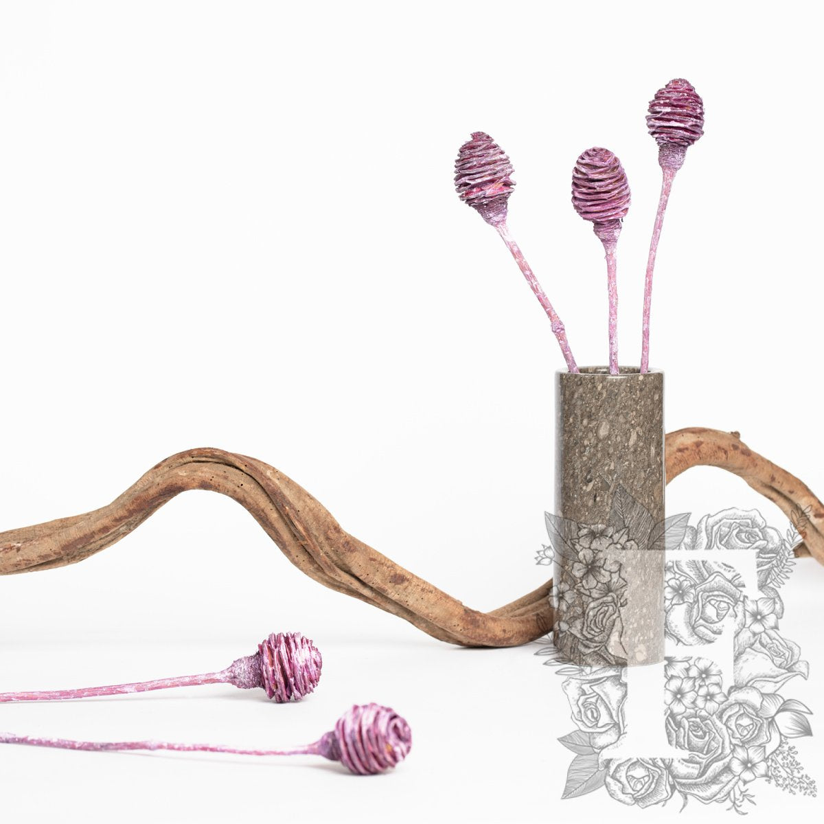 Plattysporum - 3 Stems
